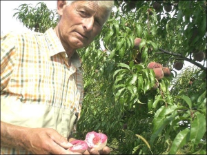 Василь Заяць показує червону м’якоть персика сорту Ерітрокарпа. Вивів його 2003 року. На смак плід ледь кислуватий