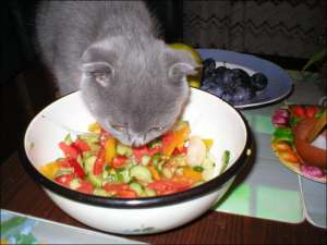 Кот Бакс породы голландская серая любит свежие овощи. Ест огурцы, перец, сырой картофель. Для здорового рациона коты должны употреблять по меньшей мере 50 граммов мяса ежедневно