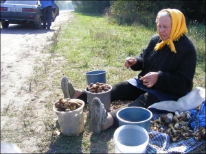 64-річна жителька Малої Рублівки Котелевщини Віра Дмитренко на в’їзді в село зі сторони райцентру продає гриби, які назбирали її донька Валентина з онукою. Каже, вторговані гроші йдуть на оплату комунпослуг