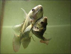 Більша риба захищає меншу від небезпеки, доки остання шукає їжу. Таким чином нільські тілапії, які зрослися животами, прожили вісім місяців