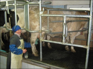 На фермі села Юхимівка Шаргородського району Вінниччини доярка Лариса Кушпіта під час вечірньої дойки миє вим’я і робить масаж. Так корова дає більше молока