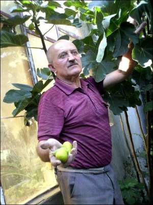 Іван Петровцій зриває дозрілі плоди інжиру. Найсмачніші виростають на сонці. Вирощує екзоти на дачі в Мукачевому Закарпатської області