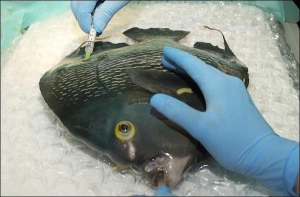 Рыбе-ангелу делают анестезию перед операцией по удалению грыжи