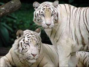 Тигры Сингапурского зоопарка