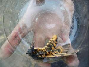 Иван Некифорук с Ивано-Франковщины поймал бабочку Мертвая голова. Насекомое паразитирует в ульях и питается медом. Внимание пчел отвлекает громким писком