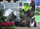 Чех Михал Михалик падает с лошади во время соревнований на Олимпийских играх