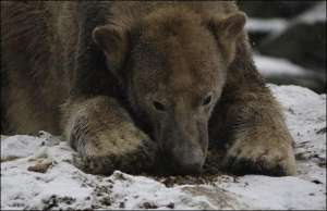 В прошлом году белый медведь Кнут заработал для зоопарка 10 миллионов евро благодаря сувенирной продукции. В настоящее время администрации парка не чем кормить зверя