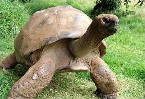 Самое старое животное на планете — черепаха Джонатан — слепая на один глаз. Но у него хватает сил спариваться с тремя самками