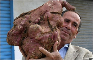 Ливанский фермер Халил Семхат надеется, что выкопанная им картофелина попадет в Книгу рекордов Гиннесса