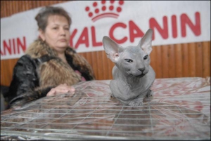 Киевлянка Оксана Хомутовская принесла на выставку трехмесячного котенка Хенко породы петербургский сфинкс. Котята сфинксов открывают глаза на третий день после рождения. Случается, появляются на свет с открытыми глазами