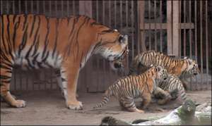 Двухмесячные тигрята вместе с матерью Атой гуляют в харьковском зверинце