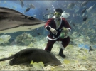 Чистильщик аквариумов в аквапарке филиппинской столицы Маниле в честь Рождества исполнял обязанности в костюме Санта Клауса