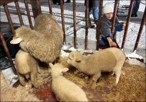 Пять овец предоставил фермер из Одесчины. Они будут жить на территории Софии Киевской до конца праздников