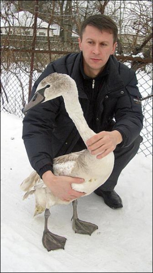 Микола Луценко на подвір’ї батьків у Кейбалівці на Полтавщині тримає лебедя, якого врятував від замерзання тиждень тому
