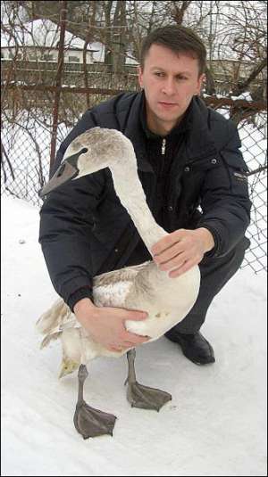 Николай Луценко во дворе родителей в Кейбаловке на Полтавщине держит лебедя, которого спас от замерзания неделю тому назад
