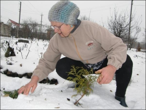 Любовь Лерман из Немирова ищет в собственном саду под снегом морозник