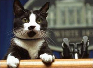 Кіт Сокс 20 років прожив  у родині президента США Білла Клінтона