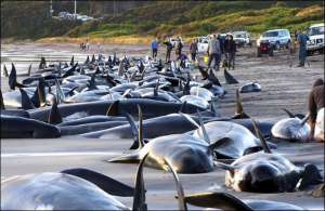 Тела погибших дельфинов и китов на побережье австралийского острова Тасмания. Ученые не могут объяснить, почему животные массово выбрасываются на берег