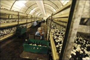 Грибна ферма “Грейфрайярз”, що біля англійського міста Ват, що у графстві Йоркшир, вирощує печориці для мереж супермаркетів. Киянка Надія Глущук працювала у таких теплицях. Покинула роботу через висипи на шкірі