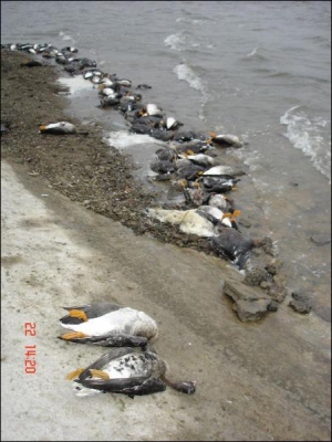 Тушки загиблих диких гусей у водосховищі на Харківщині. За підрахунками обласних ветеринарних і рятувальних служб, загинуло більше тисячі птахів
