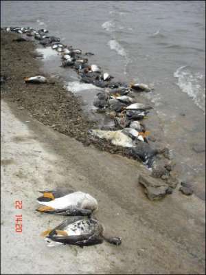Тушки погибших диких гусей в водохранилище на Харьковщине. По подсчетам областных ветеринарных и спасательных служб, погибло больше тысячи птиц