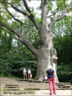 Біля дуба Максима Залізняка в селищі Буда Чигиринського району фотографуються туристи. Кажуть, це найстаріше дерево в Україні. Йому — 1500 років. Дуб внесений до списку десятка найстаріших дерев Європи