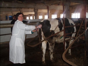 Зоотехния Екатерина Лиманюк делает искусственное оплодотворение телкам на ферме предприятия ”Ильич-агро Умань”