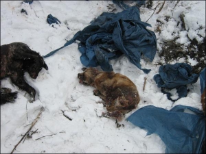16 березня мисливці викинули 30 вбитих собак поряд із житловими будинками селища Ново-Робоче, за кілометр від центру Макіївки