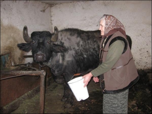 Мария Чепик из села Кричево Тячивского района Закарпатья поит буйволицу. Женщина не хочет ее продавать скот, потому что дети и внуки привыкли к молоку животного. Поэтому и чувствуют себя здоровыми
