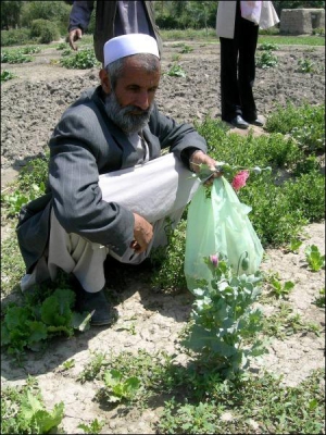 Селянин з провінції Шеван в Афганістані збирає вцілілі зелені маківки, після того як поліція переорала його поле. Місцева влада заборонила селянам сіяти опіумний мак. Місцеві наркотики переправляли на Захід