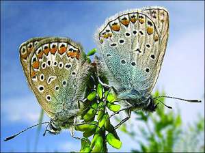 Метелики-голуб’янки зникли 25 років тому. Щоб відновити їхню популяцію, британці мали  повернути в ліси кроликів