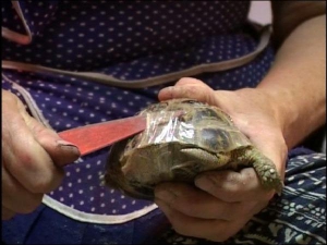 Работница харьковского зоопарка освобождает от скотча черепаху. Обмотанных липкой лентой рептилий незаконно везли из Ташкента