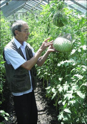 Огородник Григорий Самойленко из Жашкова на Черкащине из-за нехватки места в теплице выращивает арбузы в авоськах. Рядом растут помидоры. Растения защищают друг друга от болезней и вредителей