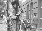 Дерев’яний Буратіно на вулиці Гончара, 57 чотири метри завввишки. Його вирізали зі старої липи за 10 днів