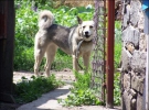 Собака во дворе Алексея Пукача и Лидии Загорулько 