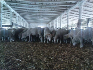 Отара на фермі у селі Перегонівка Голованівського району Кіровоградщини. Це вівці розшукуваного Віктора Лозінського. Ними опікуються двоє пастухів