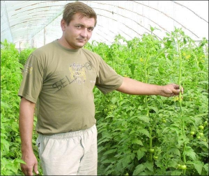 Фермер из Малого Кобелячка на Новосанжарщиние Леонид Немченко показывает помидоры, которые созревают в одной из 17 его теплиц