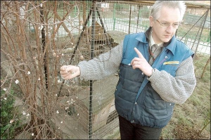 Заступник директора дитячого екоцентру у Львові Ігор Хім’як оглядає суцвіття балканської пахучої калини. Кущ зацвів у січні 2007 року через дуже теплу погоду. Стовпчик термометра не опускався нижче +1...8°С 