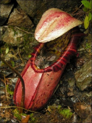 Листки рослини-хижака мають форму капсули. Вона заповнена рідиною і вкрита зубцями. Коли туди потрапляє пацюк або комаха, листки стуляються. Жертва захлинається, і рослина її перетравлює