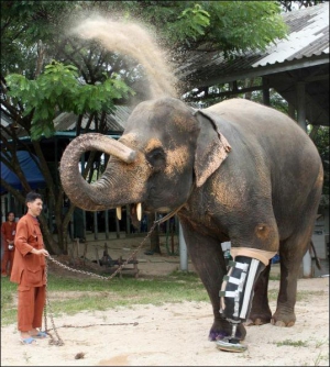 48-річна слониха Мотола підірвалася на протипіхотній міні, що пролежала у землі понад півстоліття. Довгий час була змушена пересуватися на трьох кінцівках. Тепер звикає до протезу
