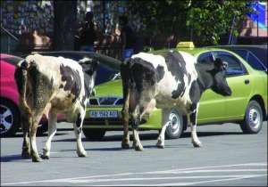 Дві корови йдуть вулицею Пирогова, неподалік Центрального універмагу у Вінниці, 22 серпня. Жителі обласного центру фотографували їх на мобільні телефони