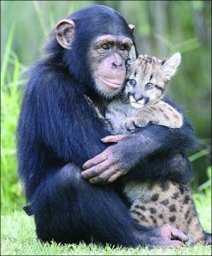 Шимпанзе тримає дитинча пуми. Воно звикло до мавпи і сприймає її як матір