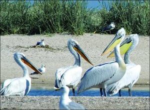 В этом году на Белосарайской косе на Донбассе свили гнезда семь пар кудрявых пеликанов. Они занесены в Красную книгу Украины. В последний раз птиц видели здесь сто лет назад
