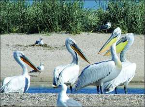 В этом году на Белосарайской косе на Донбассе свили гнезда семь пар кудрявых пеликанов. Они занесены в Красную книгу Украины. В последний раз птиц видели здесь сто лет назад