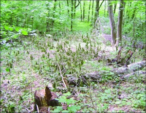 Олександр Баришніков два роки тому сфотографував слід від НЛО у столичному Голосіївському лісі. Дерева повалило, рослини припекло, немов сковорідкою