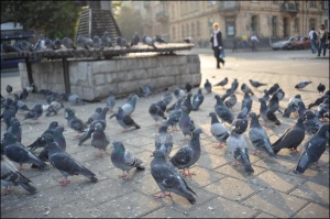 Стая голубей на львовской улице Шота Руставели, возле Стрыйского рынка, близ центра города. Продавцы продуктовых лотков говорят, что воробьев на рынке не видели уже года три