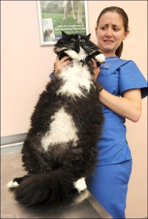 Сотрудница британской ветеринарной клиники держит 10-килограммового кота Сократа. Его владелец Билл Данкан кормил любимца сыром и картофельными чипсами