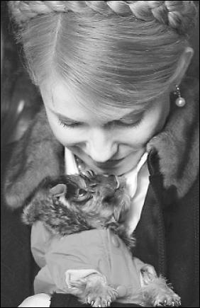 Премьер Юлия Тимошенко держит подаренную ей собачку — йоркширского терьера