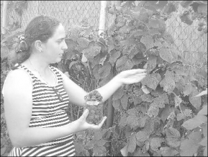 Віта Рябич з Ужгорода перший урожай малини збирає у червні, другий — на початку вересня. Для хороших урожаїв радить зрізати слабкі пагони