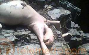Тварину без шерсті закидали камінням у Панамі. Вона має слизьку шкіру та довгі кінцівки